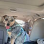 dog, blue_heeler, harness, backseat, car_interior, crate, tongue_out, happy, sitting, pet_travel, seat, headrest, vent, window, upholstery, leather_seat, fur, adventure, leash, metal_crate