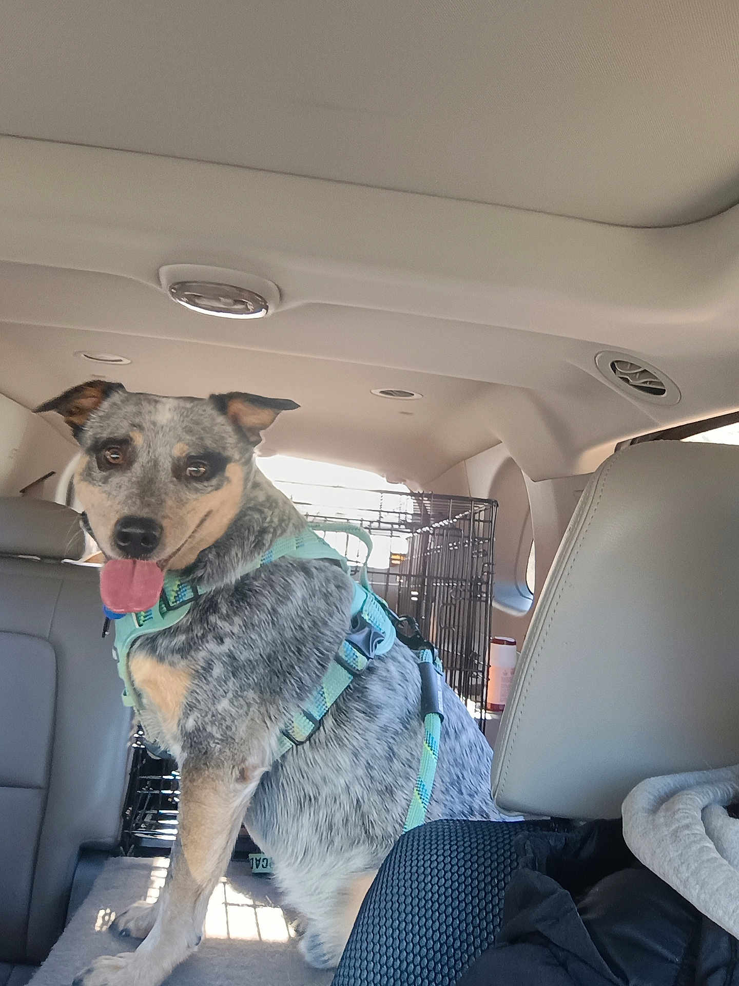 Harley Blue joined the competition — help win amazing prizes! dog, blue_heeler, harness, backseat, car_interior, crate, tongue_out, happy, sitting, pet_travel, seat, headrest, vent, window, upholstery, leather_seat, fur, adventure, leash, metal_crate