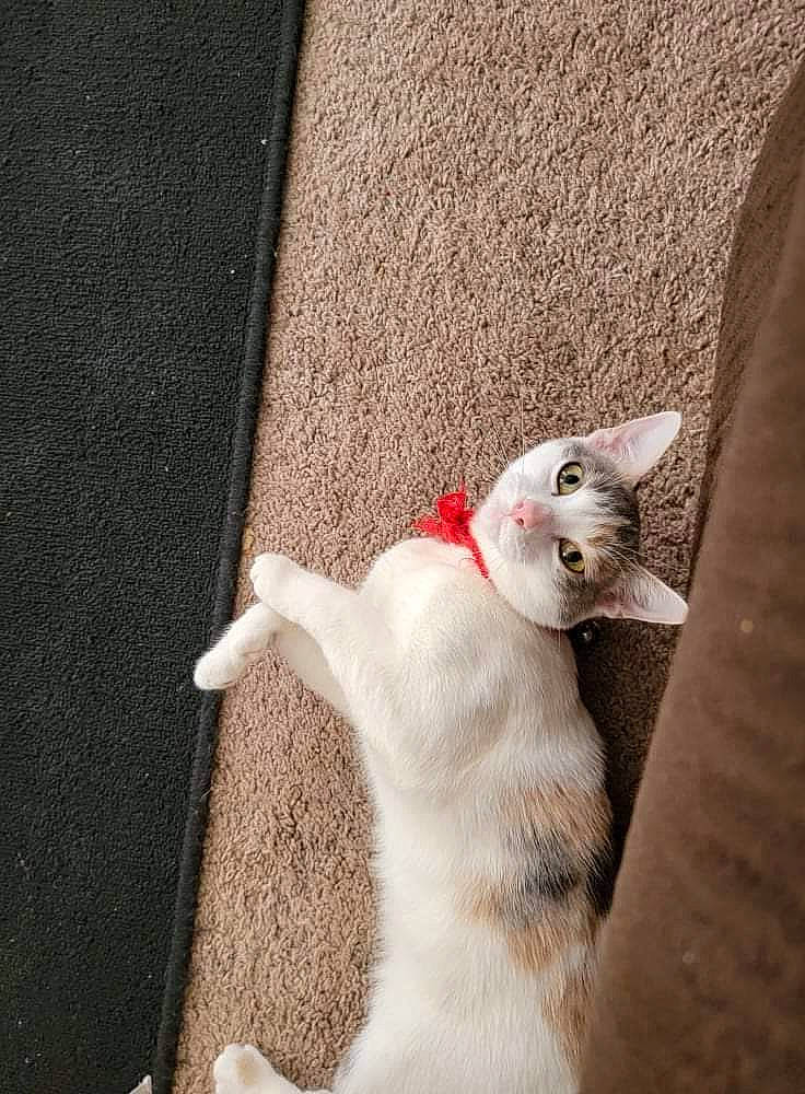 Jewels is registered to the contest to win money with this photo: canidae, carnivore, cat, claw, comfort, domestic_short_haired_cat, eye, fawn, felidae, fur, grey, nap, paw, photo_caption, small_to_medium_sized_cats, snout, tail, whiskers, wood