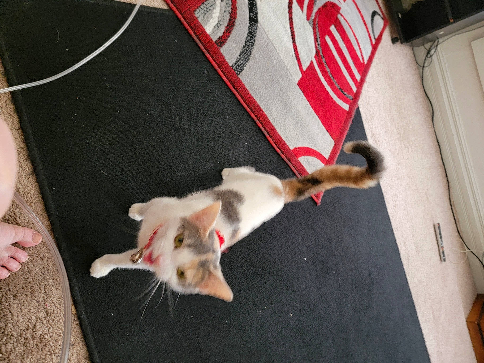 Jewels joined the competition — help win amazing prizes! canidae, carnivore, companion_dog, dog, dog_breed, fawn, felidae, flooring, fur, livestock, non_sporting_group, paw, puppy, small_to_medium_sized_cats, snout, sporting_group, tail, toy_dog, whiskers, working_animal