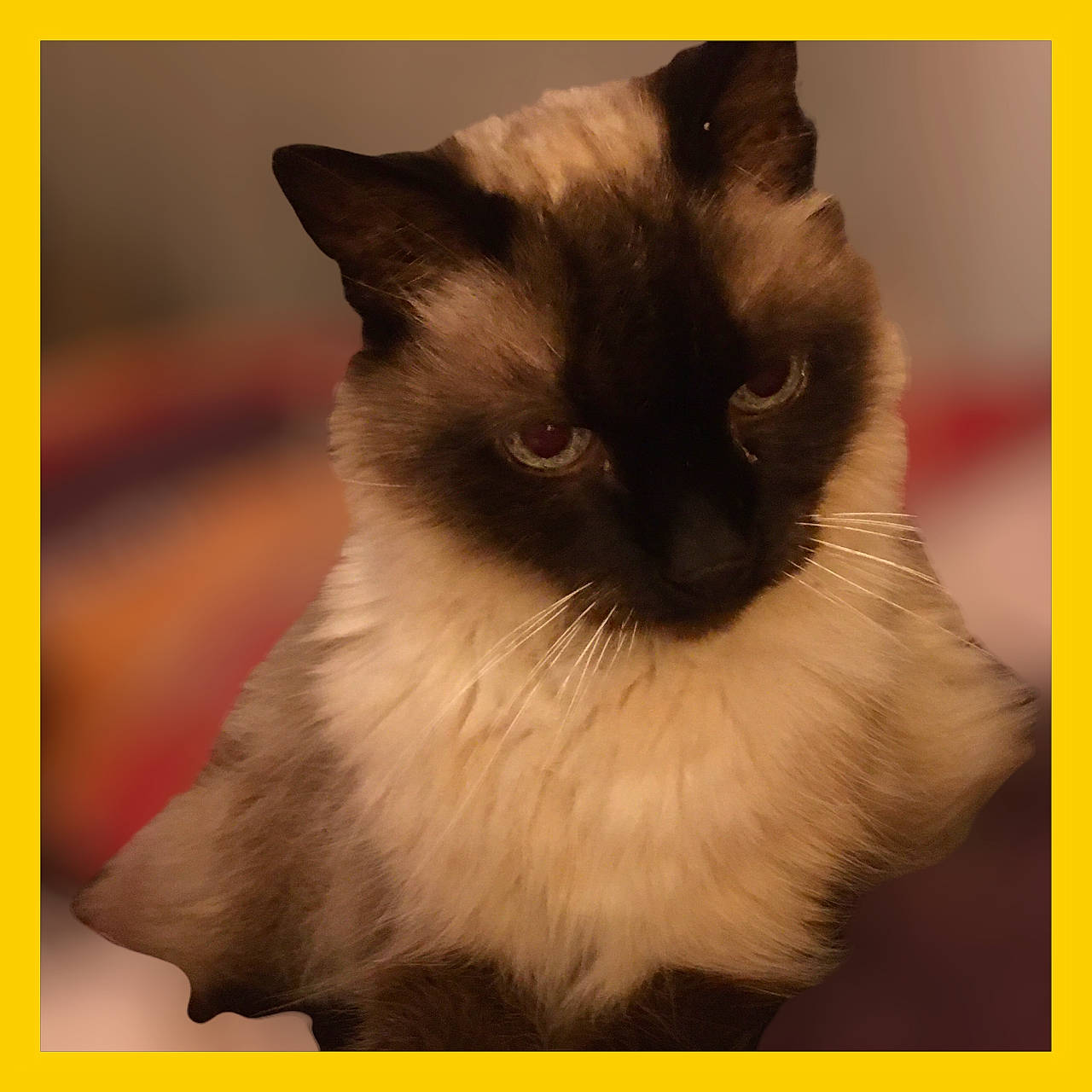 Alfa a rejoint le concours — aidez-le/la à gagner de superbes lots ! art, balinese, birman, carnivore, cat, fawn, felidae, fur, head, plant, rectangle, siamese, sky, small_to_medium_sized_cats, snout, square, tail, thai, whiskers, yellow