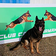 Sysko a rejoint le concours — aidez-le/la à gagner de superbes lots ! animal, canine, companion, dog, ears, fur, german_shepherd, grass, gravel, happy, mouth_open, muzzle, outdoor, pet, poster, shadow, sign, sitting, sunlight, tongue