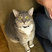 Ashley joined the competition — help win amazing prizes! animal, arm, cat, chair, closeup, collar, curious, cushion, domestic_animal, fur, gray_tabby, indoor, jeans, looking_at_camera, person, pet, sitting, whiskers, wood_floor, yellow_eyes