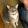 animal, arm, cat, chair, closeup, collar, curious, cushion, domestic_animal, fur, gray_tabby, indoor, jeans, looking_at_camera, person, pet, sitting, whiskers, wood_floor, yellow_eyes
