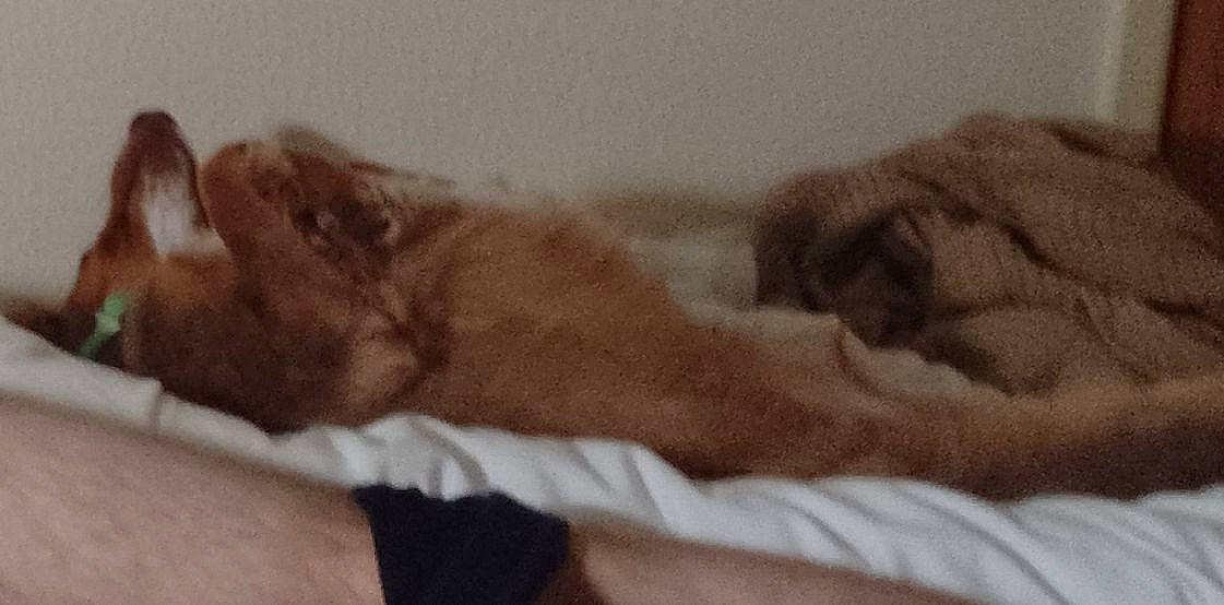 Bailey is registered to the contest to win money with this photo: bed, bedding, carnivore, comfort, companion_dog, dog_breed, felidae, foot, fur, gesture, human_leg, linens, liver, paw, room, small_to_medium_sized_cats, sporting_group, terrestrial_animal, whiskers, wrinkle