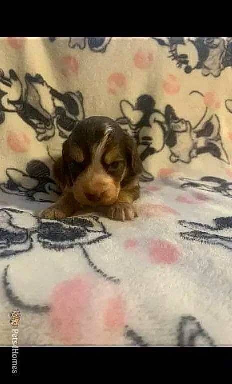 Bailey is registered to the contest to win money with this photo: art, bed, bed_sheet, bedding, carnivore, comfort, companion_dog, dog, dog_breed, fawn, felidae, linens, pattern, paw, snout, sporting_group, textile, toy_dog, whiskers, working_animal