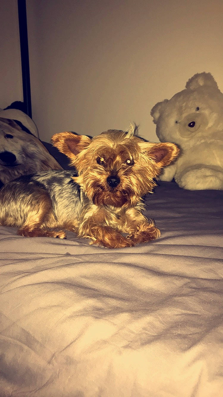 Douchka a rejoint le concours — aidez-le/la à gagner de superbes lots ! bolonka, cairn_terrier, canidae, carnivore, companion_dog, dog, dog_breed, glen_of_imaal_terrier, mammal, morkie, norwich_terrier, puppy, rare_breed_dog, schnoodle, small_terrier, snout, sporting_group, terrier, toy_dog, yorkshire_terrier