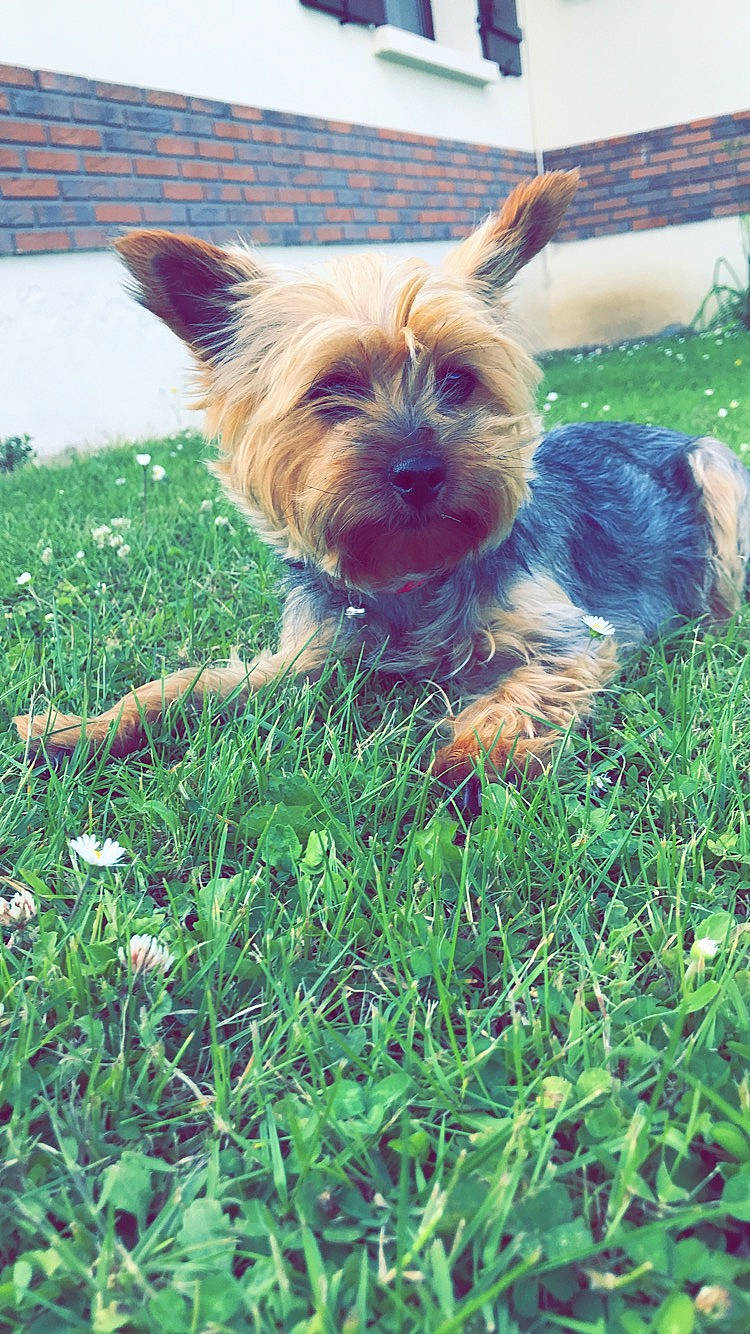 Douchka participe au concours pour gagner de l'argent avec cette photo : australian_silky_terrier, australian_terrier, cairn_terrier, canidae, carnivore, companion_dog, dog, dog_breed, fawn, grass, mammal, norwich_terrier, rare_breed_dog, small_terrier, snout, sporting_group, terrier, toy_dog, vertebrate, yorkshire_terrier