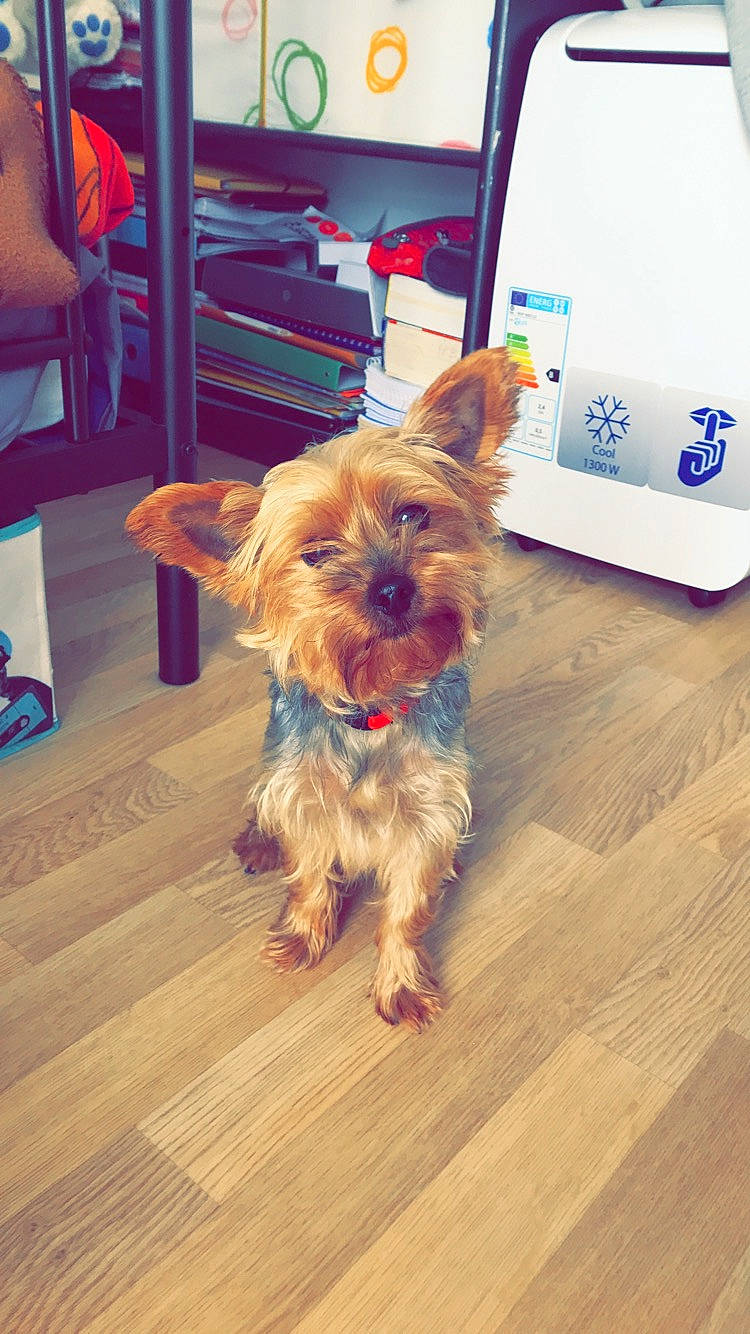 Douchka a rejoint le concours — aidez-le/la à gagner de superbes lots ! australian_silky_terrier, australian_terrier, canidae, carnivore, companion_dog, dog, dog_breed, ear, mammal, morkie, norfolk_terrier, puppy, rare_breed_dog, small_terrier, snout, sporting_group, terrier, toy_dog, yorkipoo, yorkshire_terrier