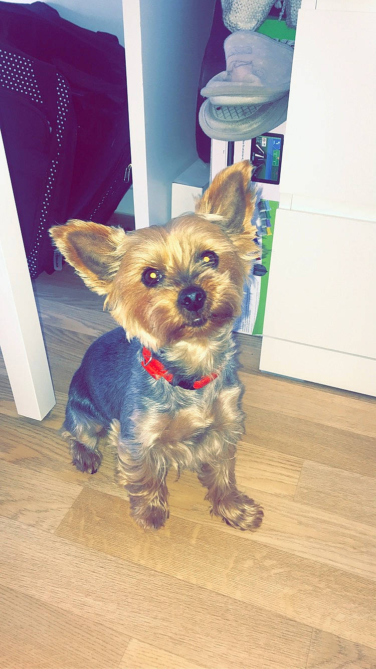 Douchka participe au concours pour gagner de l'argent avec cette photo : australian_silky_terrier, cairn_terrier, canidae, carnivore, companion_dog, dog, dog_breed, ear, mammal, morkie, norwich_terrier, puppy, rare_breed_dog, small_terrier, snout, sporting_group, terrier, toy_dog, yorkipoo, yorkshire_terrier