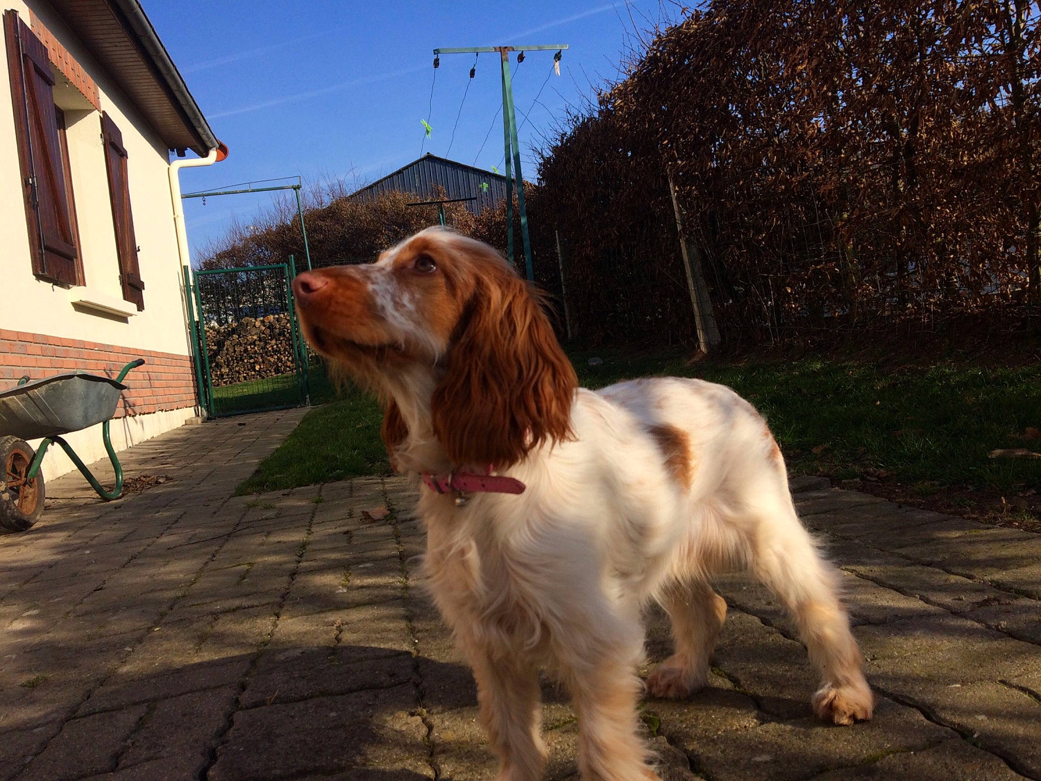 Opaline a rejoint le concours — aidez-le/la à gagner de superbes lots ! canidae, carnivore, cavalier_king_charles_spaniel, cocker_spaniel, companion_dog, dog, dog_breed, english_cocker_spaniel, french_spaniel, irish_red_and_white_setter, irish_setter, king_charles_spaniel, mammal, rare_breed_dog, russian_spaniel, setter, spaniel, sporting_group, vertebrate, welsh_springer_spaniel