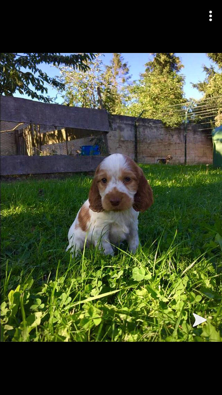 Opaline participe au concours pour gagner de l'argent avec cette photo : american_cocker_spaniel, canidae, carnivore, cavalier_king_charles_spaniel, cocker_spaniel, companion_dog, dog, dog_breed, english_cocker_spaniel, grass, mammal, puppy, rare_breed_dog, spaniel, sporting_group, vertebrate, welsh_springer_spaniel