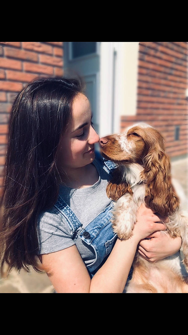 Opaline a rejoint le concours — aidez-le/la à gagner de superbes lots ! canidae, carnivore, cavalier_king_charles_spaniel, cocker_spaniel, companion_dog, dog, dog_breed, english_cocker_spaniel, interaction, king_charles_spaniel, long_hair, mammal, puppy, puppy_love, spaniel, sporting_group