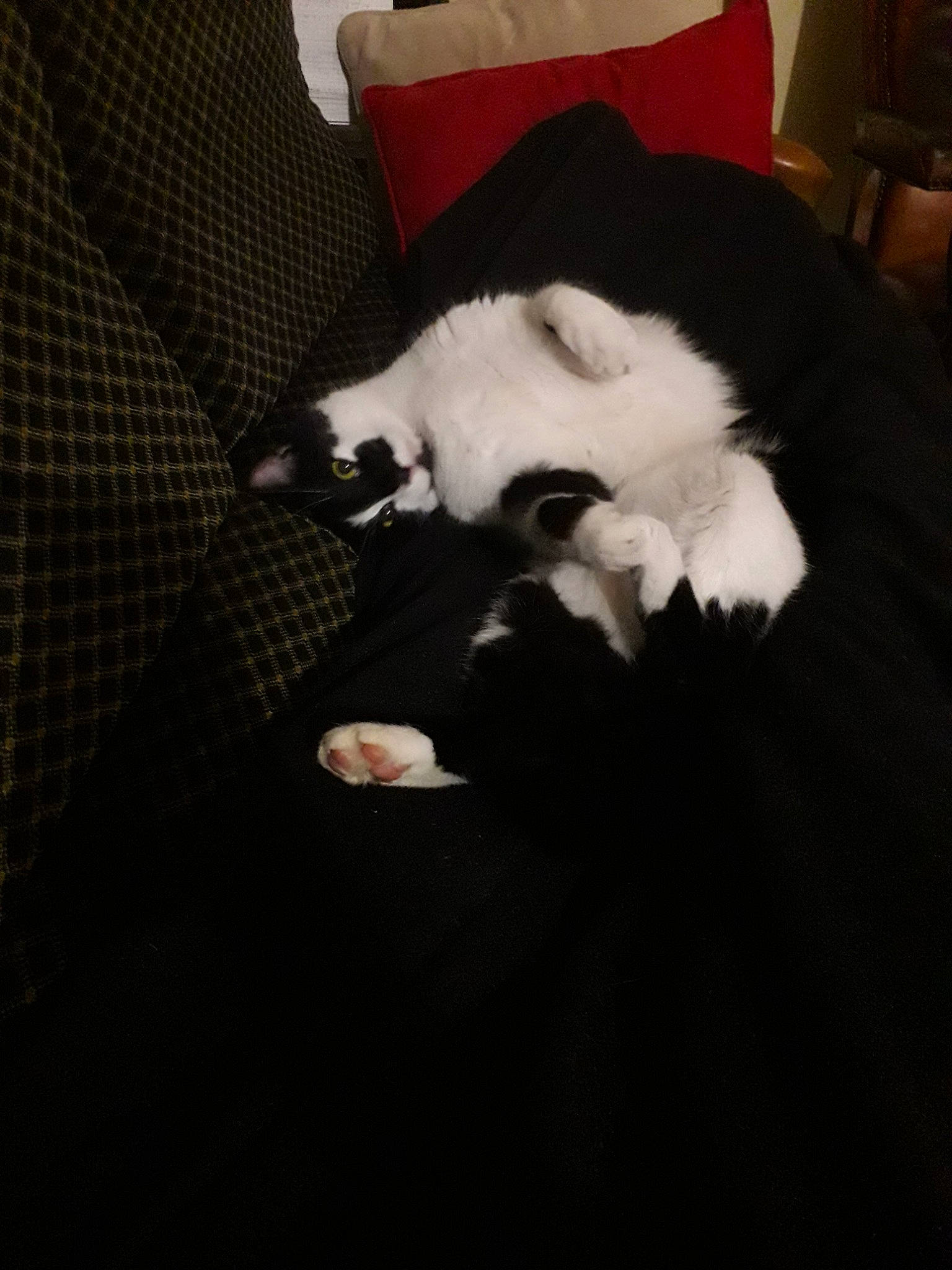 Crapouille a rejoint le concours — aidez-le/la à gagner de superbes lots ! canidae, carnivore, cat, companion_dog, ear, felidae, fur, non_sporting_group, puppy, small_to_medium_sized_cats