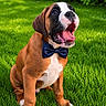 Baïroa participe au concours pour gagner de l'argent avec cette photo : puppy, dog, bow_tie, grass, outdoor, pet, brown, white, cute, sitting, tongue, mouth_open, happy, young, animal, nature, green, playful, small, adorable