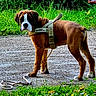 dog, boxer, puppy, harness, leash, grass, path, outdoor, pet, animal, brown, white, nature, greenery, curious, standing, canine, young, fur, portrait