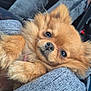 dog, puppy, pomeranian, fluffy, cute, pet, animal, fur, face, eyes, nose, ears, blanket, cozy, indoor, resting, soft, closeup, adorable, companion