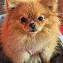 dog, pomeranian, fluffy, cute, pet, animal, fur, face, nose, ears, eyes, closeup, portrait, indoors, cozy, adorable, small_dog, canine, mammal, companion
