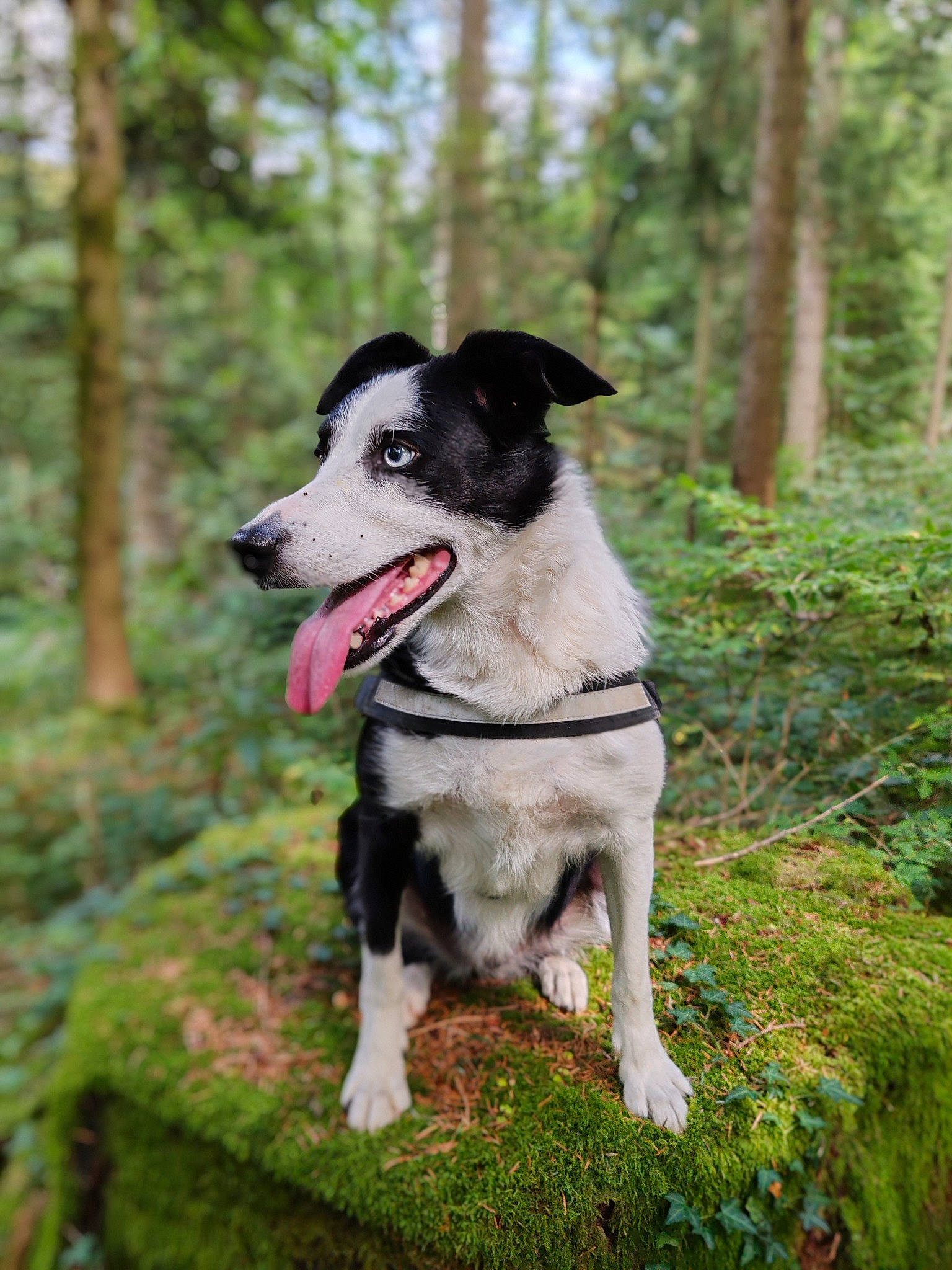 Boulette a rejoint le concours — aidez-le/la à gagner de superbes lots ! adventure, carnivore, collar, companion_dog, dog, dog_breed, dog_collar, fang, forest, grass, leash, plant, recreation, sporting_group, tail, temperate_broadleaf_and_mixed_forest, terrestrial_animal, tree, walking, working_dog