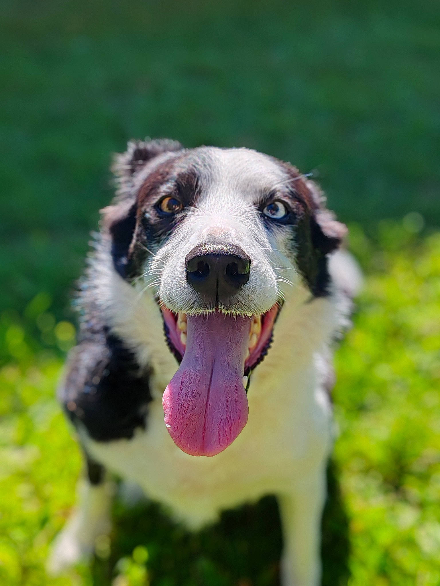 Boulette a rejoint le concours — aidez-le/la à gagner de superbes lots ! border_collie, canidae, carnivore, collar, companion_dog, dog, dog_breed, dog_collar, fang, grass, gun_dog, herding_dog, hunting_dog, plant, terrestrial_animal, whiskers, working_animal, working_dog