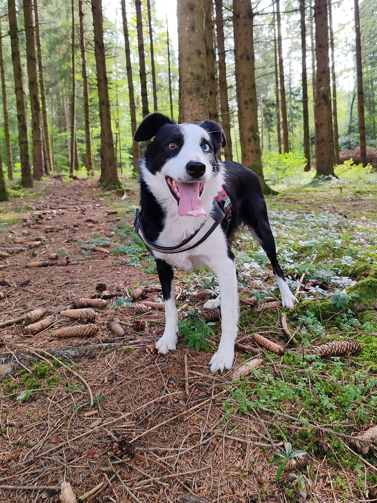 Boulette participe au concours pour gagner de l'argent avec cette photo : canidae, carnivore, collar, companion_dog, dog, dog_breed, dog_supply, fawn, forest, grass, northern_hardwood_forest, plant, recreation, soil, sporting_group, tail, trail, tree, woodland, working_dog