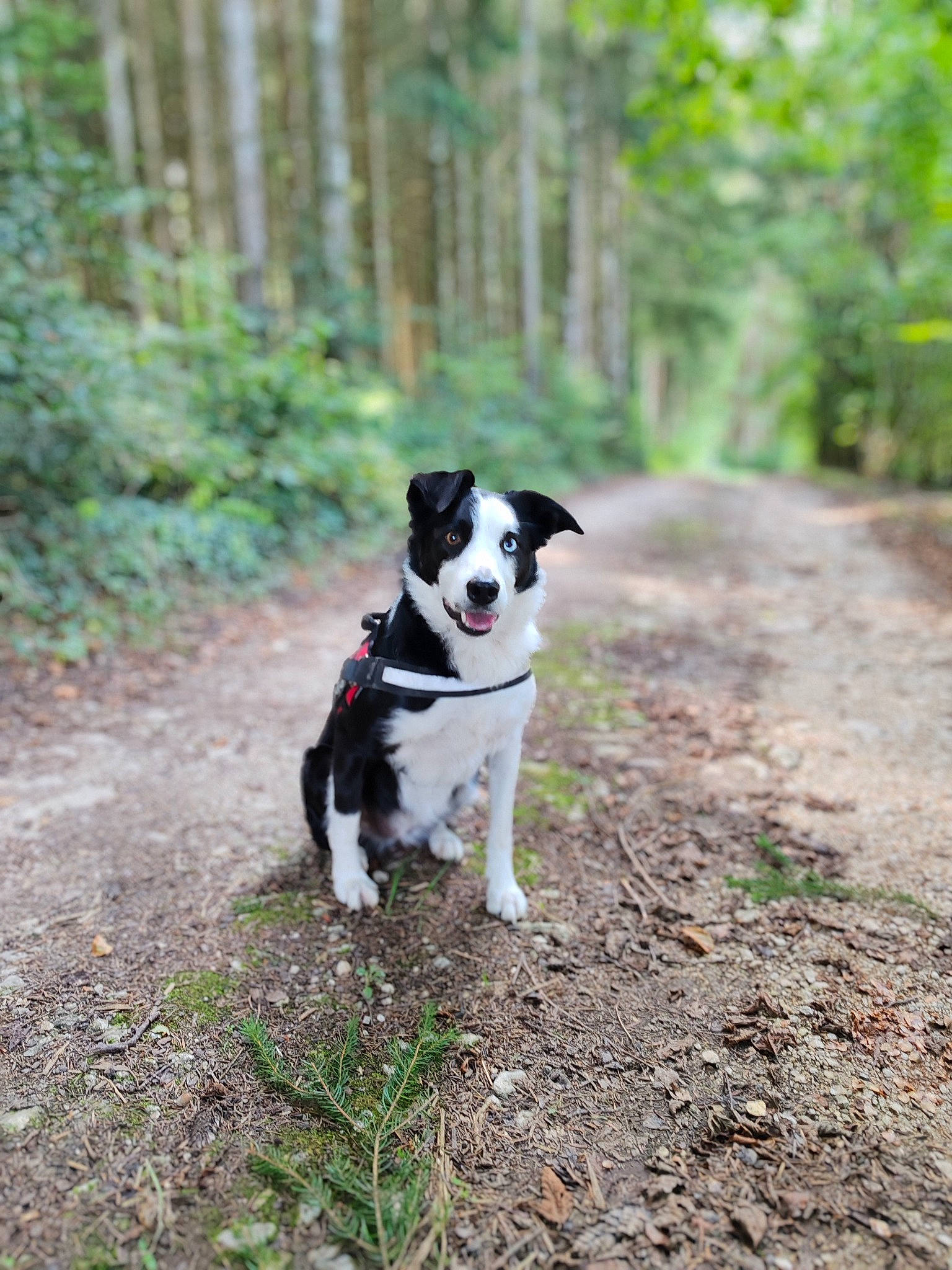 Boulette participe au concours pour gagner de l'argent avec cette photo : adventure, canidae, carnivore, collar, companion_dog, dog, dog_breed, dog_collar, grass, leash, plant, snout, soil, sporting_group, tail, terrier, trail, tree, walking, working_animal