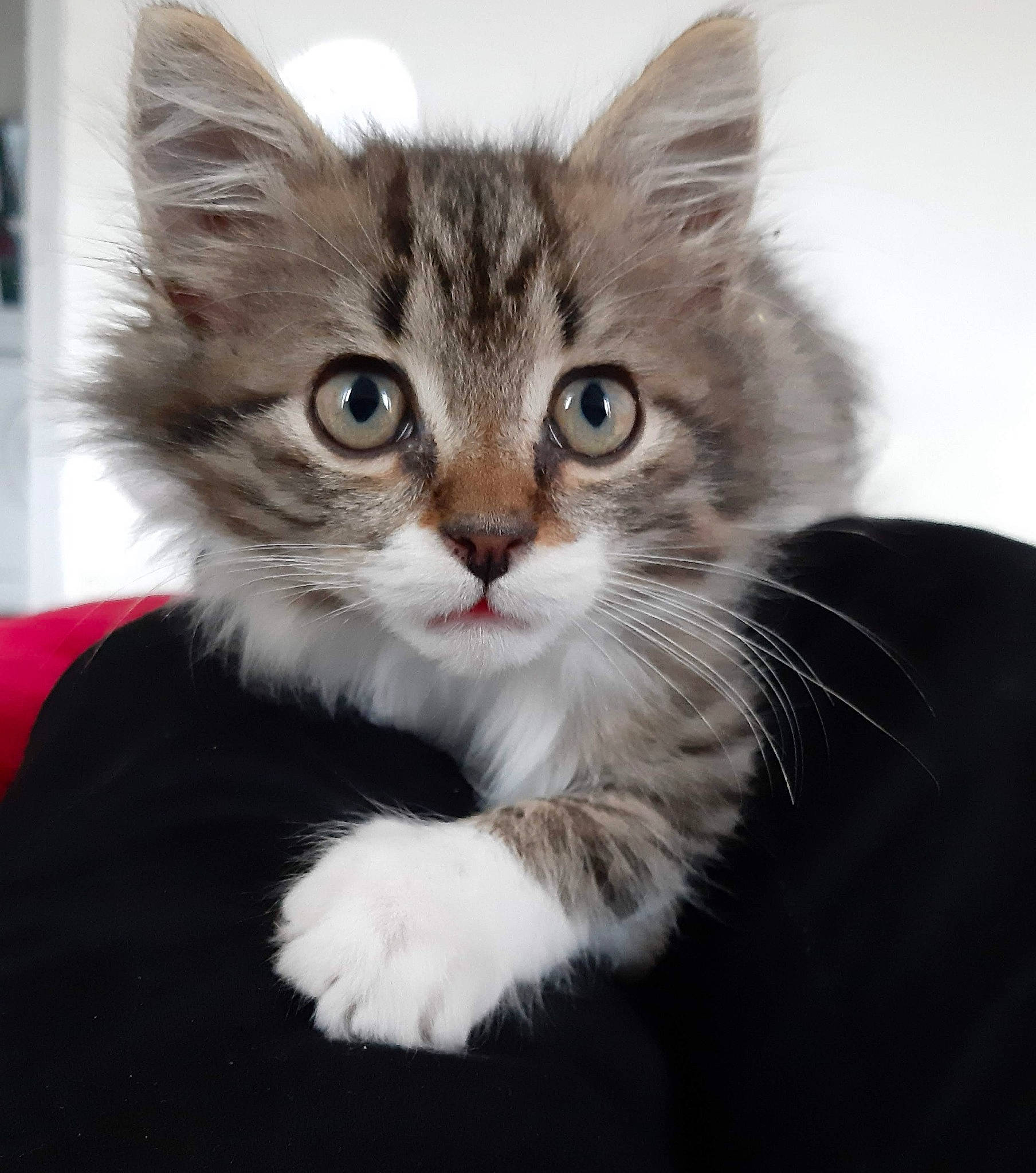 Moustic participe au concours pour gagner de l'argent avec cette photo : american_shorthair, american_wirehair, asian, asian_semi_longhair, british_semi_longhair, carnivore, cat, domestic_short_haired_cat, european_shorthair, felidae, fur, kitten, maine_coon, mammal, norwegian_forest_cat, siberian, small_to_medium_sized_cats, tabby_cat, vertebrate, whiskers