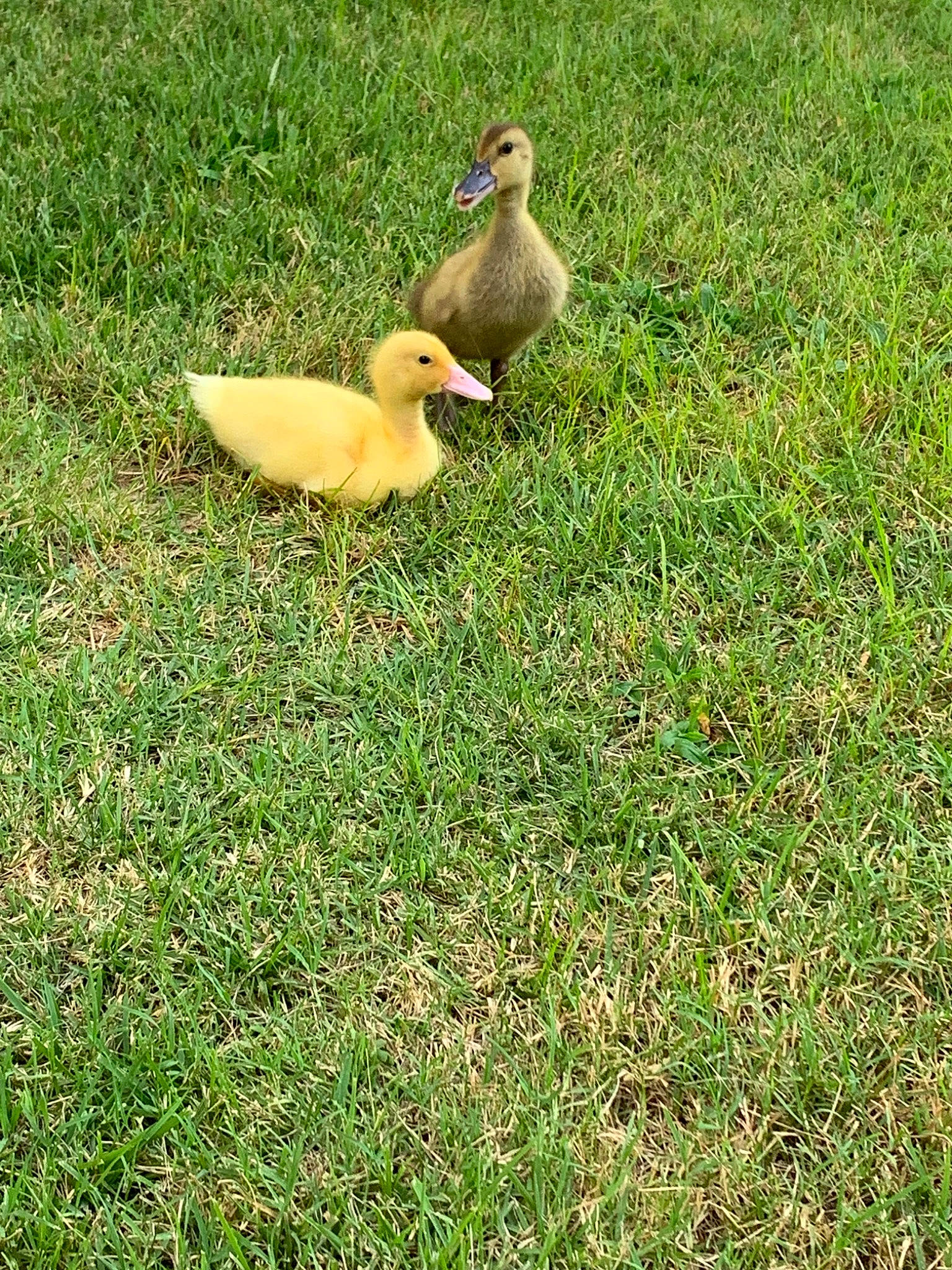 Dilly joined the competition — help win amazing prizes! _geese_and_swans, adaptation, beak, bird, duck, ducks, goose, grass, grass_family, grassland, lawn, meadow, plant, water_bird, waterfowl, wildlife