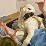 dog, golden_retriever, pet, indoor, couch, person, hand, wooden_floor, door, blanket, playing, animal, fur, mouth_open, teeth, paw, casual_clothing, living_room, home, interaction