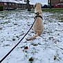dog, golden_retriever, snow, grass, leash, tree, house, car, winter, outdoor, pet, animal, fur, residential_area, cloudy_sky, sidewalk, quiet, park, nature, daytime