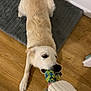dog, playing, toy, rope_toy, tug_of_war, person, hand, sweater, slippers, floor, wooden_floor, mat, indoor, pet, animal, light_brown_dog, white_sweater, cozy, fun, interaction