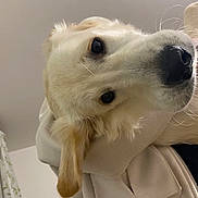 Atlas participe au concours pour gagner de l'argent avec cette photo : dog, close_up, pet, indoor, light_colored_dog, animal, canine, fur, ears, eyes, person, hoodie, hand, portrait, cute, friendly, companion, domestic_animal, face, expression