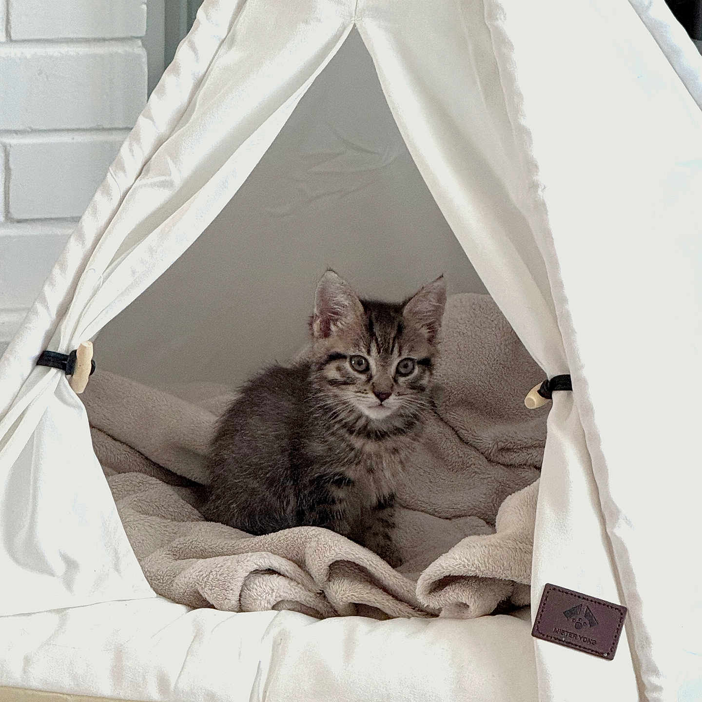 Aiko a rejoint le concours — aidez-le/la à gagner de superbes lots ! accessories, animal, bed, bedroom, blanket, canine, cat, cradle, crib, dog, dogbed, furniture, indoors, infantbed, kitten, manx, pet, room, tent, wallet