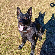 Chase joined the competition — help win amazing prizes! dog, black_dog, grass, outdoor, sunlight, shadow, pet, animal, tongue_out, sitting, collar, happy, alert, ears, nature, daylight, canine, looking_up, playful, friendly