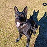dog, black_dog, grass, outdoor, sunlight, shadow, pet, animal, tongue_out, sitting, collar, happy, alert, ears, nature, daylight, canine, looking_up, playful, friendly