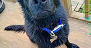 Chase joined the competition — help win amazing prizes! dog, black_dog, pet, collar, outdoor, wooden_deck, fence, animal, canine, ears, eyes, fur, sitting, looking_up, nose, paw, tag, daylight, closeup, curious