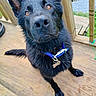 dog, black_dog, pet, collar, outdoor, wooden_deck, fence, animal, canine, ears, eyes, fur, sitting, looking_up, nose, paw, tag, daylight, closeup, curious