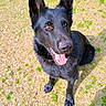 Chase joined the competition — help win amazing prizes! dog, german_shepherd, black_dog, pet, animal, outdoor, grass, happy, tongue_out, ears_up, canine, sitting, sunlight, nature, mammal, friendly, alert, companion, playful, portrait