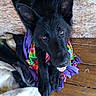 Chase is registered to the contest to win money with this photo: dog, black_dog, doghouse, blanket, tie_dye, fleece, wooden_floor, wooden_wall, pet, animal, cute, playful, indoors, fur, ears, tongue, looking_up, resting, cozy, colorful