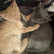 Tuck And Tito is registered to the contest to win money with this photo: kitten, cat, sleeping, cuddle, paw, fur, cute, pet, animal, resting, cozy, blanket, domestic, feline, adorable, young, snuggle, companion, two, together