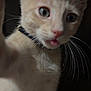 kitten, cat, close_up, paw, tongue_out, whiskers, collar, pet, animal, curious, orange_fur, indoor, young, cute, feline, looking, portrait, pet_collar, domestic_cat, fur