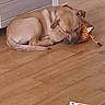 dog, sleeping, toy, stuffed_animal, giraffe_toy, wooden_floor, indoor, flooring, animal, pet, resting, cute, brown_dog, canine, relaxed, cozy, home, red_collar, currency, euro_note