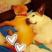 Oslo participe au concours pour gagner de l'argent avec cette photo : dog, couch, blanket, snuggling, red_collar, heart_overlay, resting, indoor, pet, canine, two_dogs, cozy, fabric, furniture, relaxed, domestic, companion, cute, animal, home