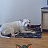 Oslo participe au concours pour gagner de l'argent avec cette photo : dog, white_dog, lying_down, indoor, rug, wooden_floor, cabinet, cartoon_character, tom_and_jerry, animated_tom, relaxed, pet, animal, home, furniture, floor, resting, companion, domestic, cute