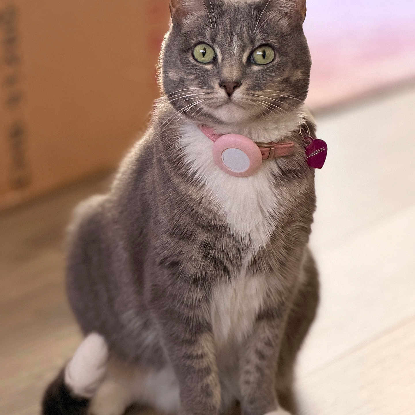 Bella is registered to the contest to win money with this photo: cat, gray_cat, white_paws, green_eyes, pink_collar, pet, indoor, wooden_floor, sitting, fur, whiskers, animal, domestic_cat, cute, portrait, feline, tag, heart_shaped_tag, closeup, calm