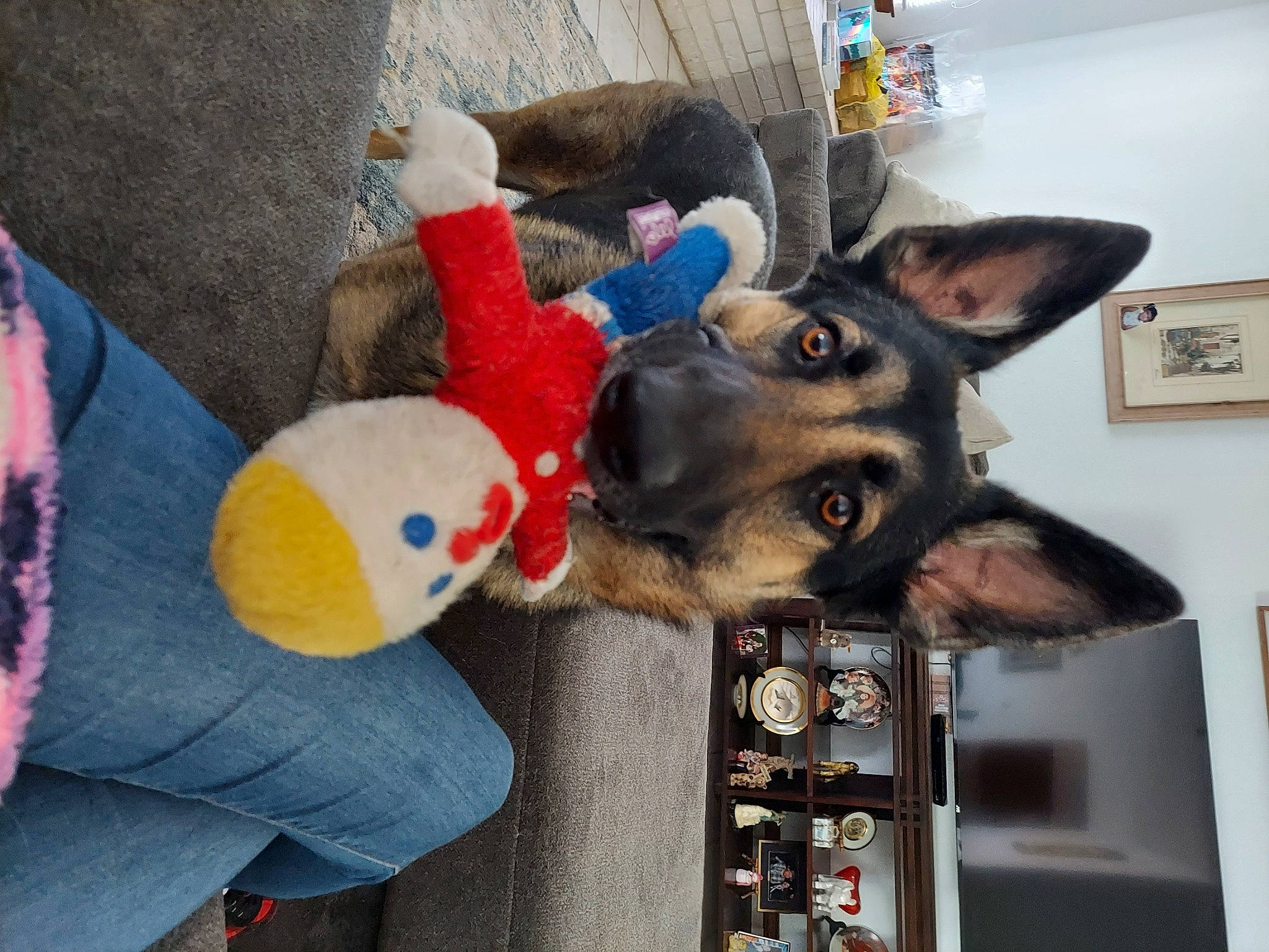 Jim joined the competition — help win amazing prizes! carnivore, companion_dog, dog, dog_breed, ear, fun, fur, king_shepherd, mammal, picture_frame, plush, room, shelf, snout, sporting_group, stuffed_toy, toy, vertebrate, wood, working_animal