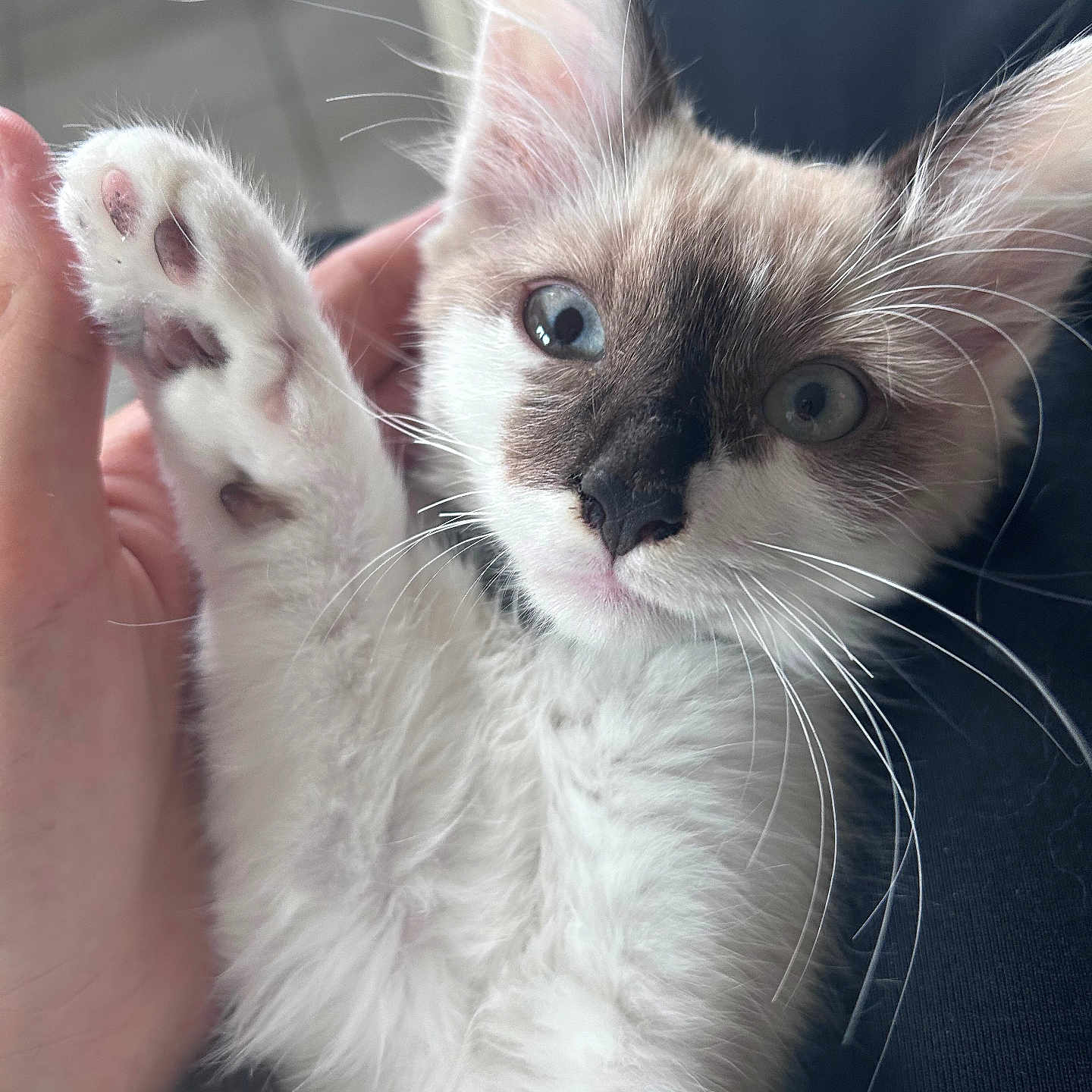 Olaf participe au concours pour gagner de l'argent avec cette photo : abyssinian, angora, animal, bodypart, cat, finger, hand, kitten, manx, person, pet, rat, rodent, siamese