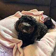 Penny joined the competition — help win amazing prizes! black_dog, blanket, couch, cozy, curly_fur, cute, dog, eyes, fur, home, indoor, looking_up, nose, paw, pet, pink_blanket, plush_bed, portrait, small_dog, tail
