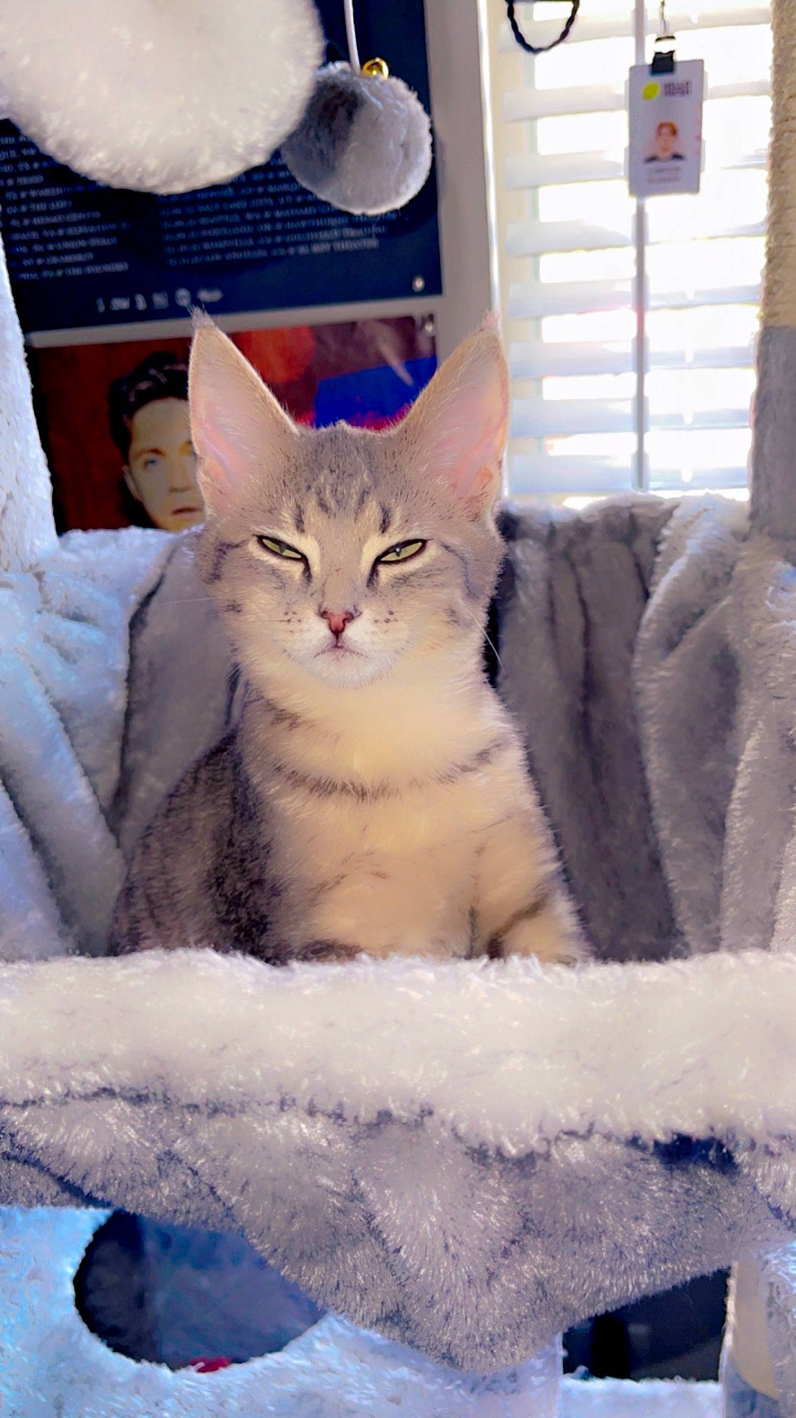 Reese joined the competition — help win amazing prizes! blue, carnivore, cat, comfort, curtain, domestic_short_haired_cat, fawn, felidae, fur, linens, pillow, sitting, small_to_medium_sized_cats, snow, tail, whiskers, window, window_blind, winter, wood