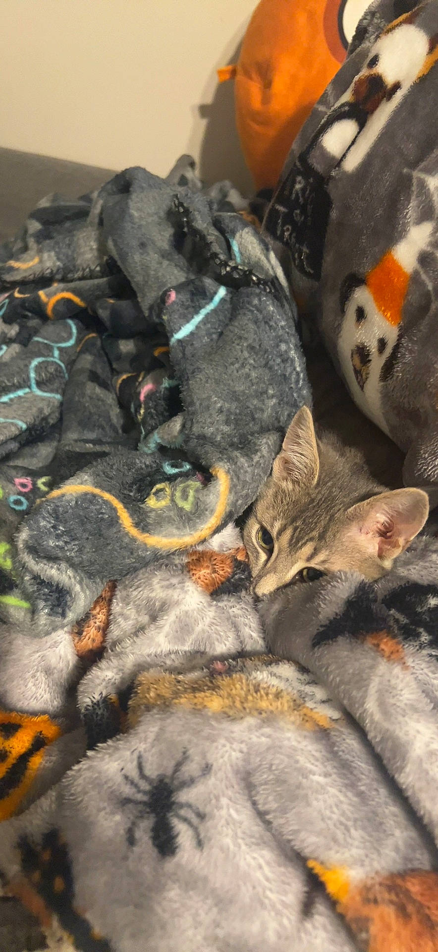 Reese joined the competition — help win amazing prizes! beak, cat, claw, domestic_short_haired_cat, felidae, fur, grey, pattern, paw, small_to_medium_sized_cats, tail, terrestrial_animal, whiskers